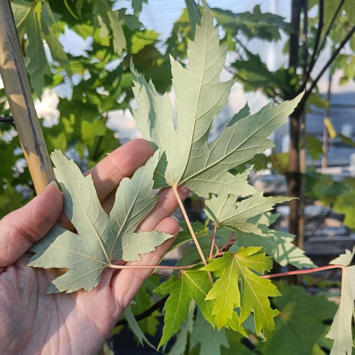 HOPEAVAAHTERA, Acer saccharinum Kaunislehtinen, kookkaaksi kasvava vaahtera. / VAIN NOUTO