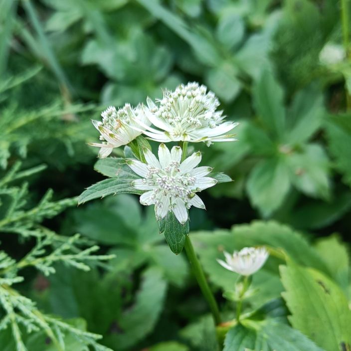 ISOTAHTIPUTKI 'SHAGGY' Astrantia major 'Shaggy' P9 Valkokukkainen isotahtiputki.