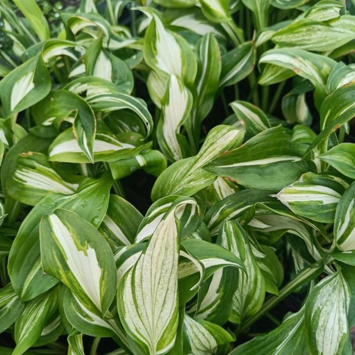 Kirjokuunlilja, Hosta undulata 'Mediovariegata' P9 Kirjavalehtinen kuunlilja