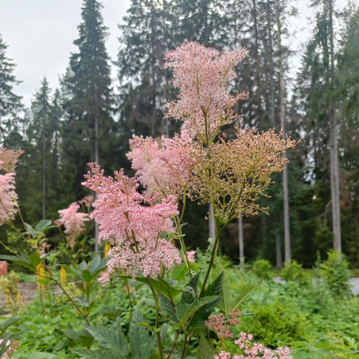 PREERIAMESIANGERVO Filipendula rubra 'Venusta' P11 Korkea, vaaleanpunakukkainen perenna