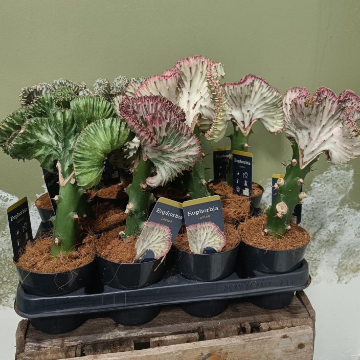 KALLIOTYRAKKI 'CRISTATA' Euphorbia lactaea P10,5 (Pylvas?)tyrakkiin vartettu ruttuinen kalliotyrakki / sekoitus erilaisia
