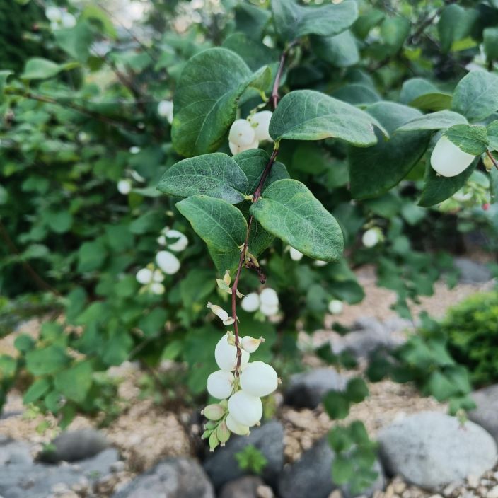 VALKOLUMIMARJAPENSAS Symphoricarpos albus var. laevigatus Koristepensas, joka tekee valkoiset marjat (ei syotavia)