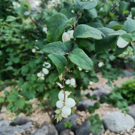 VALKOLUMIMARJAPENSAS Symphoricarpos albus var. laevigatus AT 3L