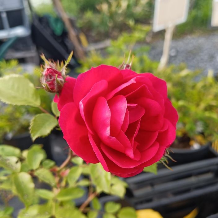 PILARIRUUSU 'HENRY KELSEY' Rosa 'Henry Kelsey' Pystykasvuinen, punainen ruusu