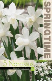 NARSISSI 'ICE BABY' Narcissus 'Ice Baby' 5 sipulia