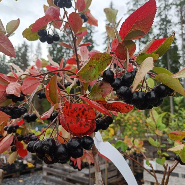 Aronia mitschurinii 'Viking', marja-aronia rungollinen VAIN NOUTO. Aronia mitschurinii 'Viking', marja-aronia rungollinen VAIN NOUTO.