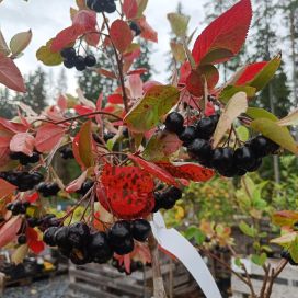 MARJA-ARONIA 'NERO' Aronia mitschurinii 'Nero' 125-150cm rungollinen