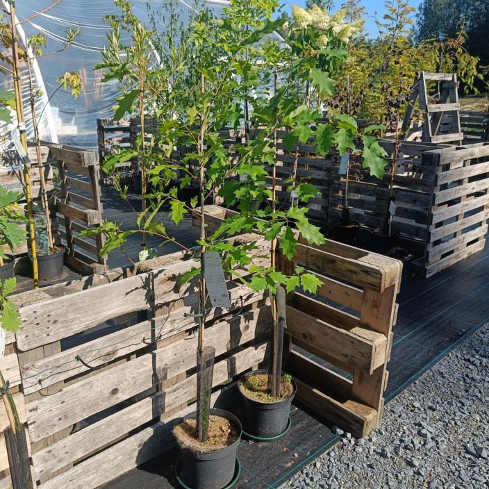 PUNATAMMI Quercus rubra 150-250 cm Suureksi kasvava puu / isokokoinen taimi / VAIN NOUTO