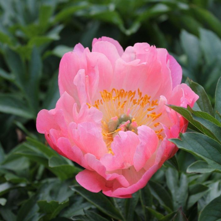 HYBRIDIPIONI 'CORAL SUNSET' Paeonia lactiflora 'Coral Sunset' P12,5 ENNAKKO! TOIMITUS 6.5. ALKAEN. Korallinpunainen pioni