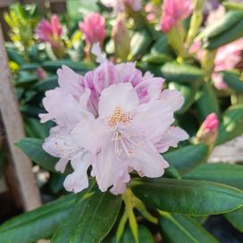 ALPPIRUUSU 'PEKKA' Rhododendron Tigerstedtii-R 'Pekka' 30-40 cm, At 4 L