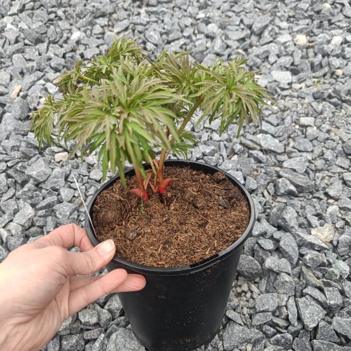 TILLIPIONI Paeonia tenuifolia AT 3L Sirolehtinen, punakukkainen pioni / Harvoin tarjolla