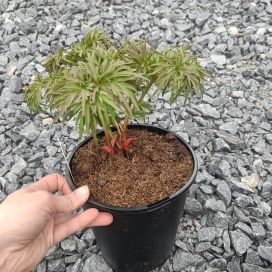 TILLIPIONI "JAPANESE TYPE" Paeonia tenuifolia 'Japanese Type' AT 3L