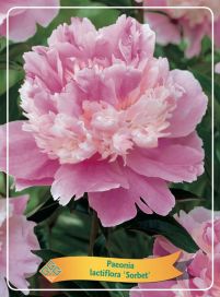 KIINANPIONI 'SORBET' Paeonia lactiflora 'Sorbet' P11