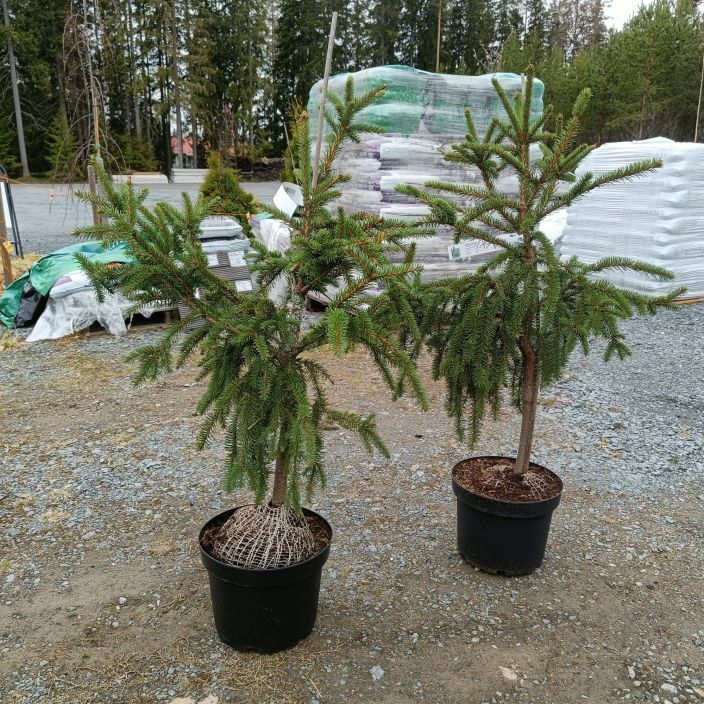 KAARMEKUUSI Picea abies f. virgata 80-100 cm Metsakuusen erikoismuoto, jonka oksat ovat pitkat ja vahahaaraiset / VAIN