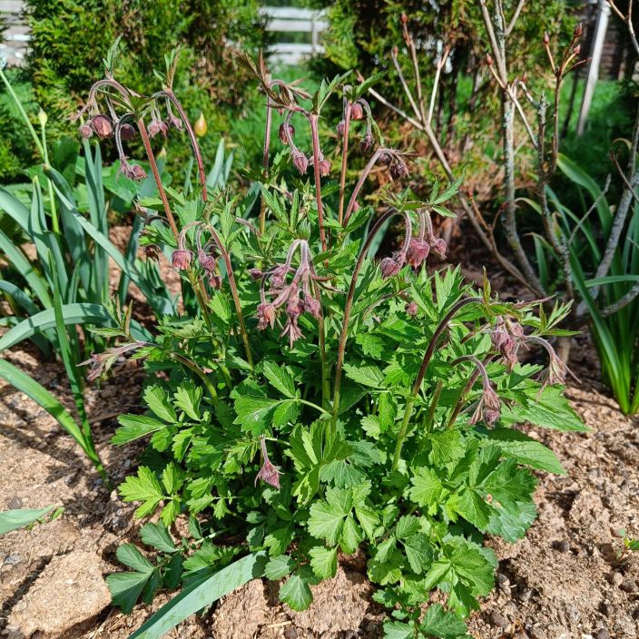 OJAKELLUKKA Geum rivale P9 Pitkaan kukkiva, kestava niittyperenna.