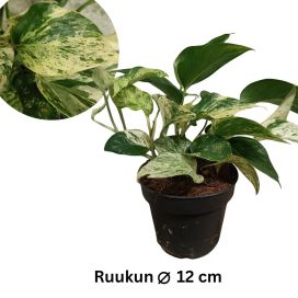 KULTAKÖYNNÖS 'SNOW LEOPARD' Epipremnum aureum 'Snow Leopard' P12