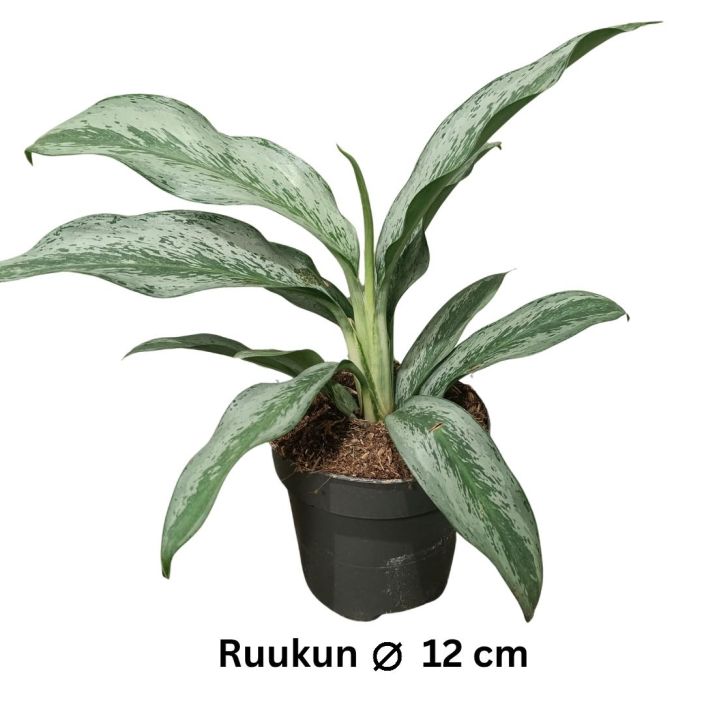 LAIKKUVEHKA 'EMERALD STONE' Aglaonema 'Emerald Stone' P12 Viher-valkokirjava laikkuvehka