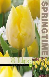 TULPPAANI 'SUNNY PRINCE' Tulipa 'Sunny Prince' 8 sipulia
