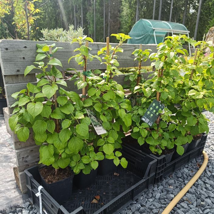 KOYNNOSHORTENSIA Hydrangea anomala subsp. petiolaris AT 2L Jaykkaoksaiseksi kasvava varjoisemman paikan koynnos / VAIN