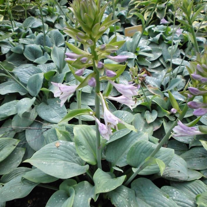 JALOKUUNLILJA 'FRAGRANT BLUE' Hosta 'Fragrant Blue' P10 Keskikokoinen, sinertavalehtinen kuunlilja