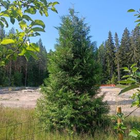 KARTIOTUIJA 'BRABANT' Thuja occidentalis 'Brabant' 140-160 cm paakku