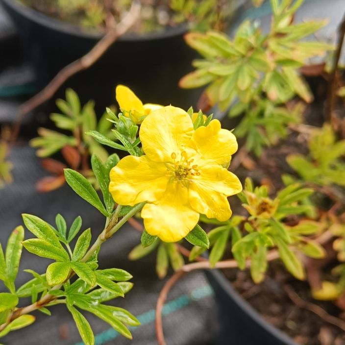 PENSASHANHIKKI Dasiphora fruticosa 'Goldfinger' At 2 L Keltakukkainen lajike.