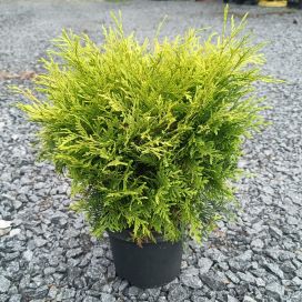 KULTAPALLOTUIJA 'GOLDEN GLOBE' Thuja occidentalis 'Golden Globe' P19
