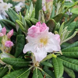 ALPPIRUUSU 'MIKKELI' Rhododendron Tigerstedtii-R 'St. Mikkeli' 25-40 cm