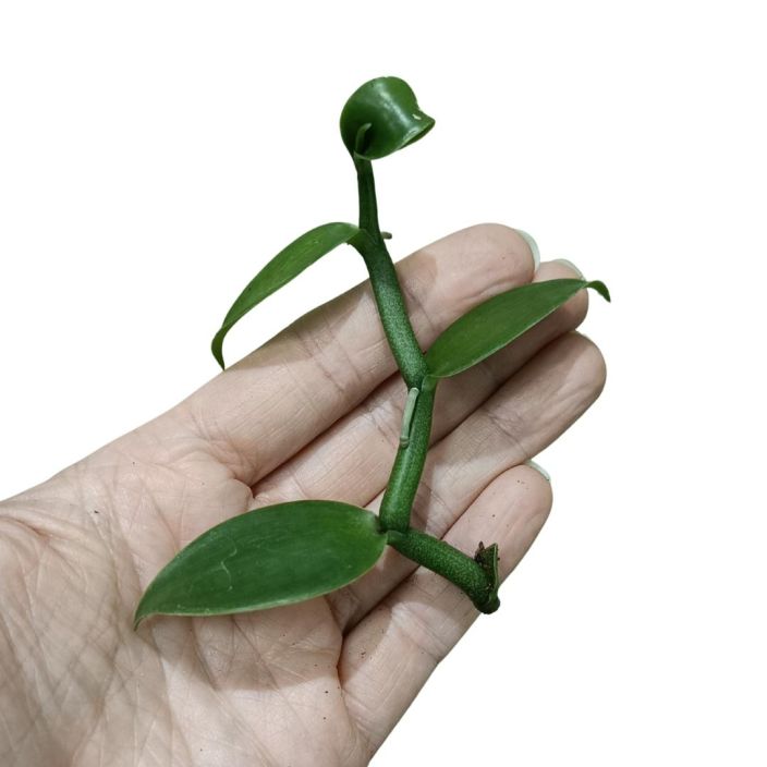 VANILJA(ORKIDEA) Vanilla planifolia PISTOKAS Orkidealaji, josta saadaan kaikkien tuntemaa aitoa vaniljaa / Juureton tai