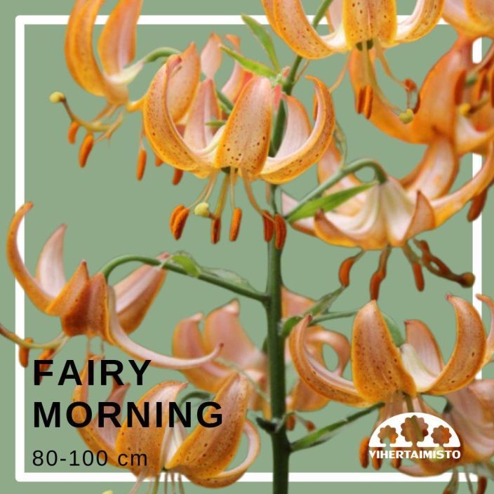 MARHANLILJA / VARJOLILJA 'FAIRY MORNING' Lilium martagon-r 'Fairy Morning' 2 sipulia Vaaleanpunaisen kellertava, korkea