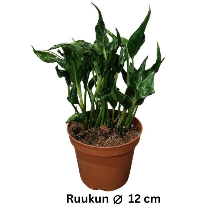 KULTAKOYNNOS 'SHANGRI-LA' Epipremnum aureum 'Shangri La' P12 Ruttulehtinen kultakoynnos