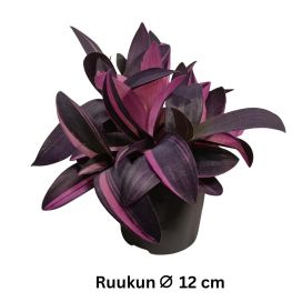 JUORU 'PURPLE HEART' Tradescantia pallida 'Purple Heart' P12