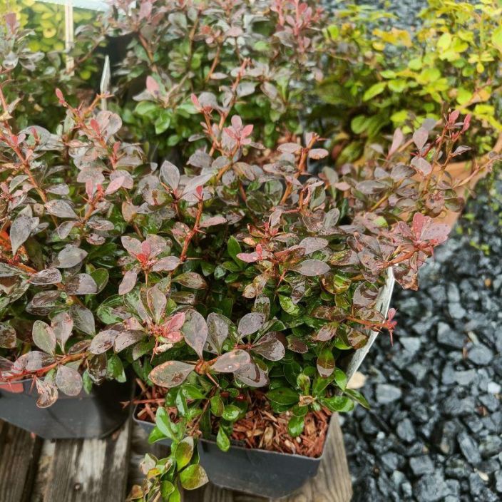 KAAPIOHAPPOMARJA 'ATROPURPUREA NANA' Berberis thunbergii 'Atropurpurea Nana' P17 Tummalehtinen ja pieneksi jaava happomarja