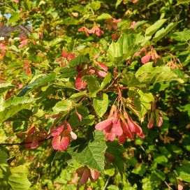 MONGOLIANVAAHTERA puu Acer tataricum subsp. ginnala 125-150 cm