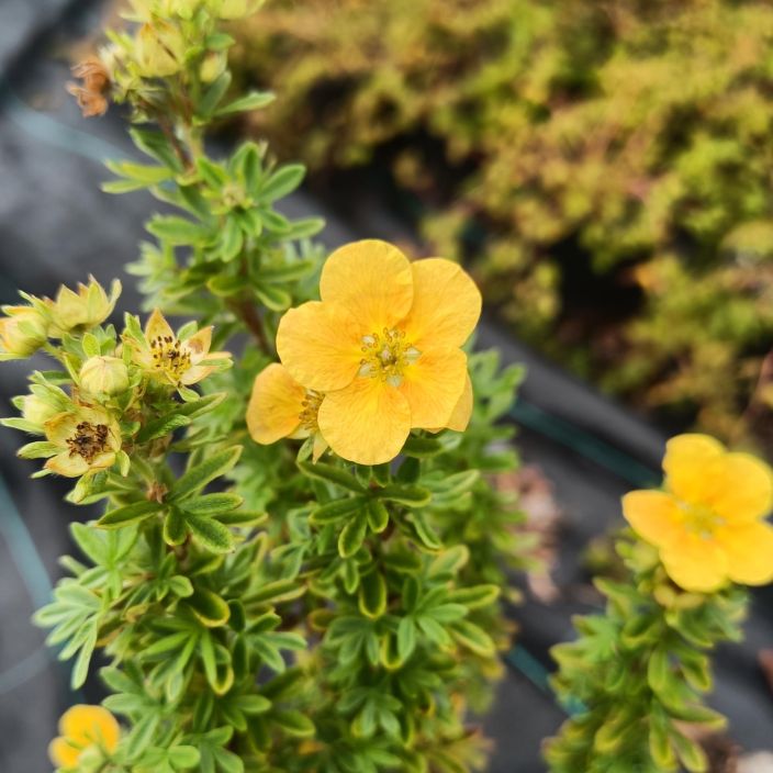 PENSASHANHIKKI 'MANGO TANGO' Dasiphora fr. 'Mango Tango' Oranssikukkainen pensashanhikki.
