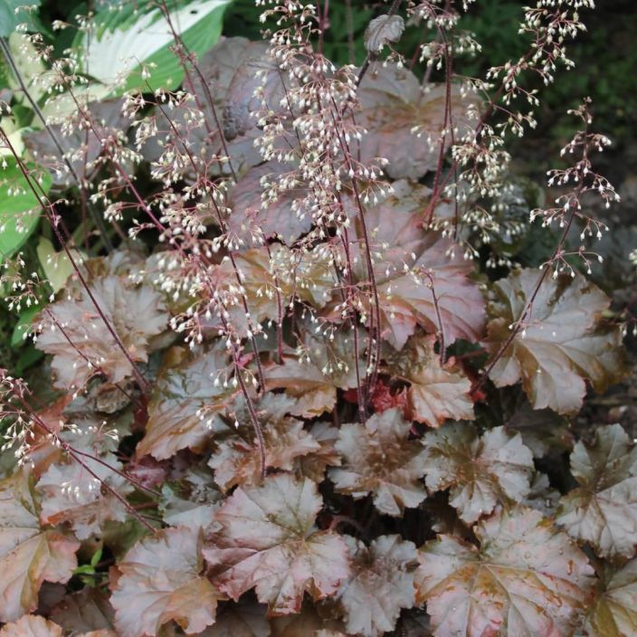 PURPPURAKEIJUNKUKKA 'PALACE PURPLE' Heuchera micrantha 'Palace Purple' P10 Tummalehtinen keijunkukka