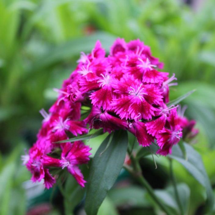 harjaneilikka, Dianthus barbaratus P10
