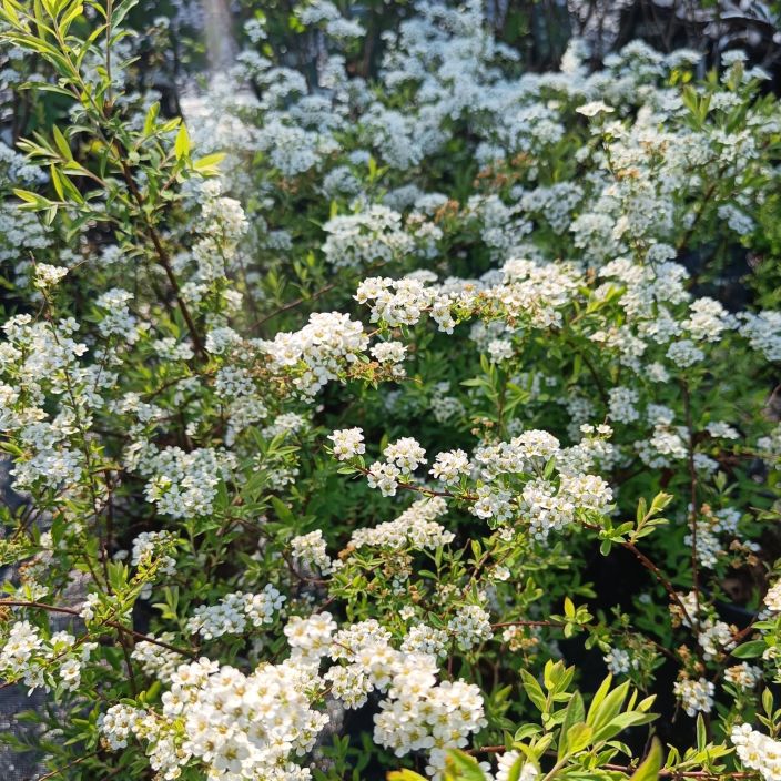 NORJANANGERVO 'GREFSHEIM' Spiraea 'Grefsheim' Aikaisin kukkiva kaunis pikkupensas. / Toimitetaan leikattuna, jos ei muutoin