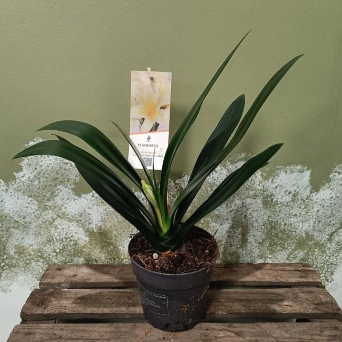 KLIIVIA / PUNASARJA 'YELLOW STAR' Clivia miniata 'Yellow Star' P13 Keltakukkainen kliivia