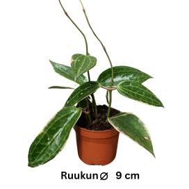 POSLIINIKUKKA 'ALBOMARGINATA' Hoya latifolia 'Albomarginata' P9