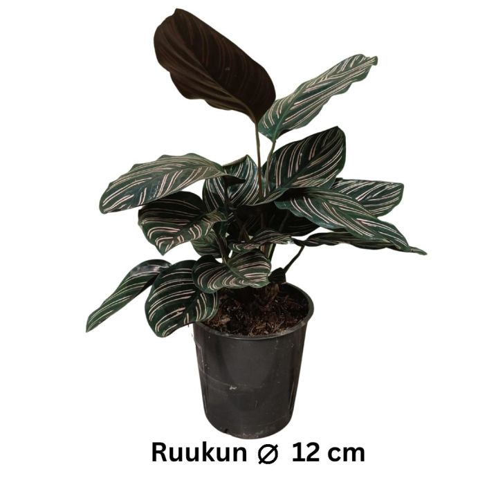 VIIRUMAIJA Calathea (Goeppertia) ornata 'Sanderiana' P12 Maija(kki), jonka tummanvihreissa lehdissa on vaaleanpunaisia