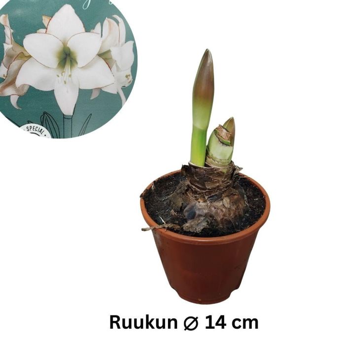 RITARINKUKKA (Amaryllis) 'PICOTEE' Hippeastrum 'Picotee' P14 Ritarinkukka, jonka valkoisten teralehtien reunassa on