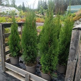 TIMANTTITUIJA Thuja occidentalis 'Smaragd' 80-100cm
