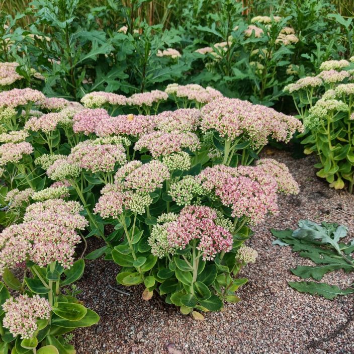 KOMEAMAKSARUOHO 'HERBSTFREUDE' Hylotelephium 'Herbstfreude' (ent. Sedum) P10 Maksaruoho, jolla on roosanpunaiset kukat