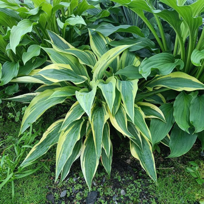 KUUNLILJA 'LAKESIDE DRAGONFLY' Hosta 'Lakeside Dragonfly' P9 Kirjavalehtinen kuunlilja, lehtien reunat kellertavat