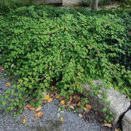 SEPPELVARPU Stephanandra incisa 'Crispa' AT 1,5L