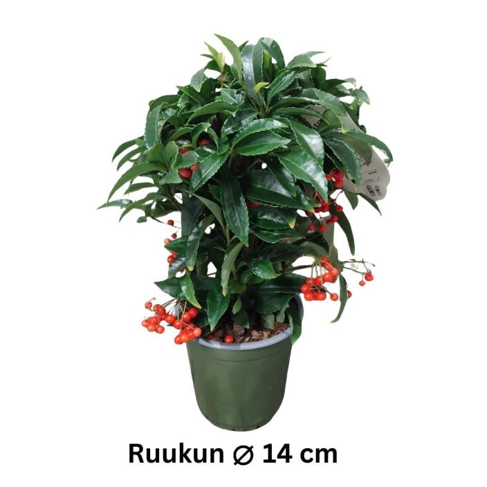 ARDISIA Ardisia crenata P14 Jamakkalehtinen huonekasvi, jonka punaiset marjat voivat pysya paikallaan vuodenkin verran / ARDISIA Ardisia crenata P14 Jamakkalehtinen huonekasvi, jonka punaiset marjat voivat pysya paikallaan vuodenkin verran /