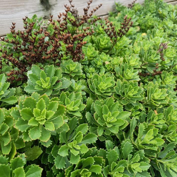 KAMTSATKANMAKSARUOHO Phedimus kamtschaticus (ent. Sedum kamtschaticus) P9 Keltakukkainen maksaruoho