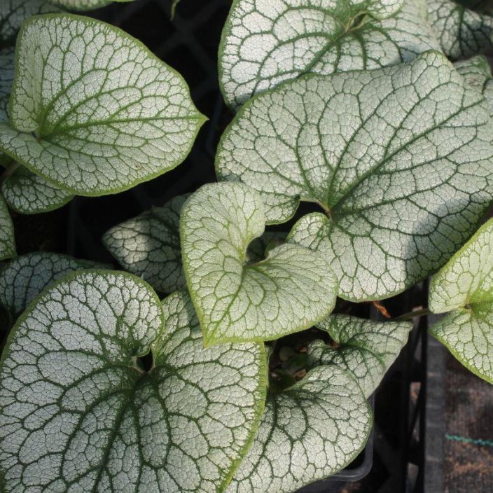 Brunnera macrophylla &quot;Alexanders Great&quot;, rotkolemmikki