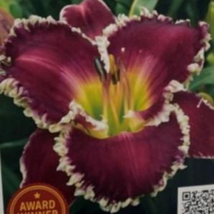 TARHAPAIVANLILJA 'BETTYLEN' Hemerocallis 'Bettylen' P11 Rimpsureunainen, purppurakukkainen paivanlilja